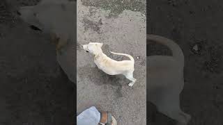 Dogs  affectation  Love Animal  Cute Dog viral video [upl. by Akahc]