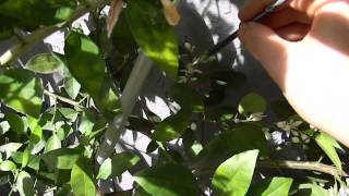 Pollinating Citrus By Hand A Quick Key Lime Pollination Demonstration [upl. by Morell]