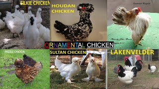 ORNAMENTAL chicken [upl. by Peers]