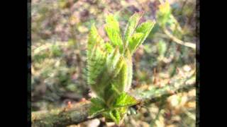 ♫Leaf Unfurling♫ by Rebecca Tripp [upl. by Adnoryt773]