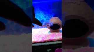 Aggressive Cichlids Fish aggressive fishattack cichlid viralshort [upl. by Inalial]