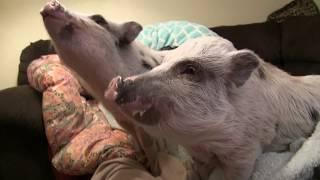 Cutest Video of Pigs Eating Applesauce from a Baby Spoon [upl. by Elleuqar961]