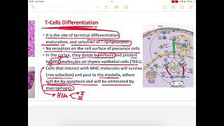 Histology of lymphatic system HLS 2  done by osaid assayed [upl. by Kirkwood]