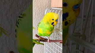 Happy parakeets chirping Listen budgie sounds Olive singing flock ❤️ budgies parakeet parrot [upl. by Jilly]