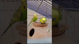 Beauty of Wild Green Budgies🤩 budgie birds parrot wildbirds wildbudgie [upl. by Annirak]