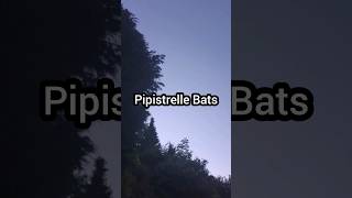 Pipistrelle Bats One of natures great nocturnal displays [upl. by Latsyek177]