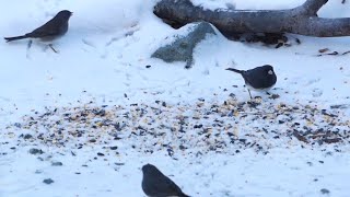 Little Birds In The Snow  Classical Music [upl. by Aniram896]