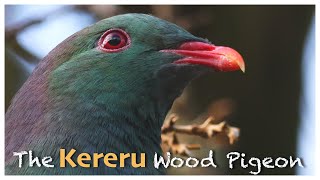 Closeup of Beautiful New Zealand Kereru Wood Pigeon Feeding [upl. by Doll319]