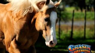 JB Quarter Horse Stallions [upl. by Ennoved]