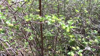 Groseillier des Alpes  Plante à Fruits Comestibles  Alpine Gooseberry its Edible Fruits [upl. by Aitropal]