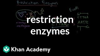 Restriction enzymes [upl. by Lennie]