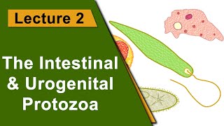 Lecture 2  The Intestinal amp Urogenital Protozoa [upl. by Orecul]