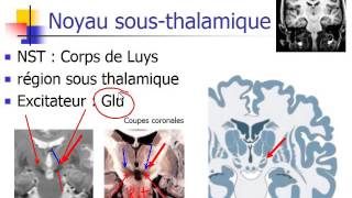 Dr Hasboun Noyaux gris centraux [upl. by Yla]