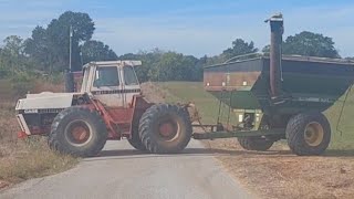 CORN CORN CORN in the South with Case 4890 Tractor and International 2388 CombinePepperPatchAL [upl. by Livvie]