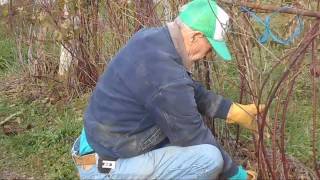 Tractorshaw boysenberries swale ponds no text [upl. by Endo]