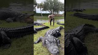 Jeremy Wade Catches A Nuclear Chernobyl Fish  River Monsters  Animal Planet [upl. by Falconer]