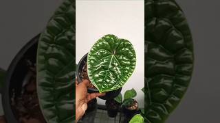 Anthurium Luxurians Collection anthurium Luxurians trending [upl. by Luht]