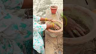 Root bound Zamia palm repotting and care 🪴 palm plants viralvideo vlog trending garden love 🌸 [upl. by Trocki]