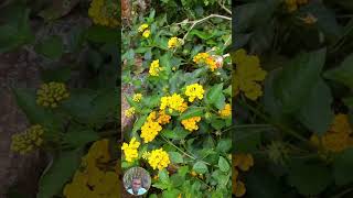 LANTANA MAGIC TURN TINY SEEDS INTO VIBRANT FLOWERSquot [upl. by Ayekat293]