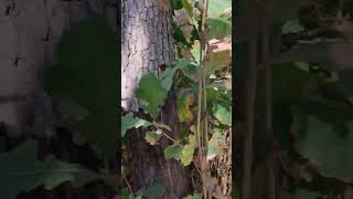 Closer look at beaver damage  epicormic shoots [upl. by Stucker]