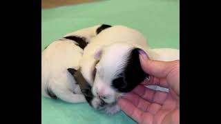 Coton de Tulear Puppies For Sale China 81324 [upl. by Carline489]