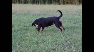 entlebucher sennenhund  wiga [upl. by Rehptosirhc]