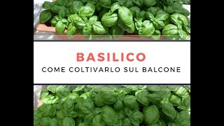 Come coltivare il basilico [upl. by Hairem]