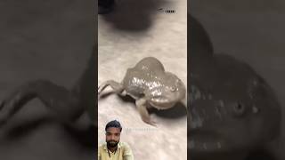 frog frogging amazingfacts animals interestingfacts tamil ytshorts facts kingsnake [upl. by Sklar]