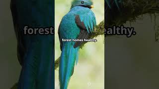 Amazing Facts About The Resplendent Quetzal Part 5 fascinatingwildlife [upl. by Kotta]