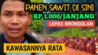 Lepas Brondolan  Gaji Panen Sawit Di Kebun Sawit Kalimantan Selatan [upl. by Yhtommit953]