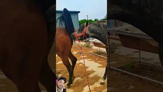 horse equestrian horselover horseriding animals funny remixart comedyfilms entertainment [upl. by Aikkin]