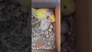 Baby parakeet sleeping on its mama birds budgies parakeet birdslover [upl. by Onitnas904]