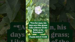 Psalm 10315  Bible Verse [upl. by Parish]