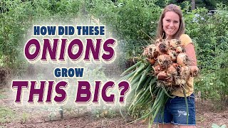 Large Onions WITHOUT Synthetic Fertilizer How I Grew Using Organic Methods 3 side by side tests [upl. by Stedmann]