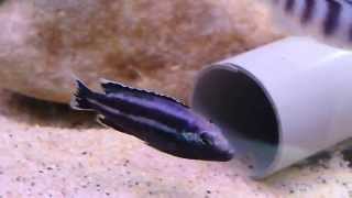 Melanochromis Parallelus F1 [upl. by Ide]