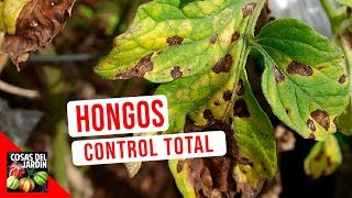 GUIA COMPLETA HONGOS  CONOCE Y CONTROLA LOS HONGOS DE TUS PLANTAS  SCUDO  OSPOVI 55 [upl. by Bourque]