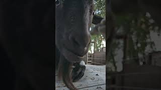 Billy gets giddy for apples farmlife billythegoat animalsanctuary [upl. by Llenrahs]