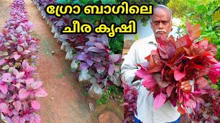 ചീര കൃഷി അറിയേണ്ടതെല്ലാം  Cheera Krishi In Malayalam  How To Grow Spinach Or Cheera At Home [upl. by Bethina]