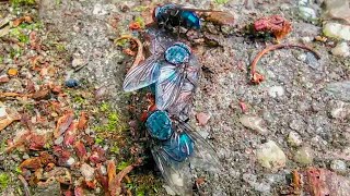 Blue bottle flies feeding on decaying flesh [upl. by Ahsiyt818]