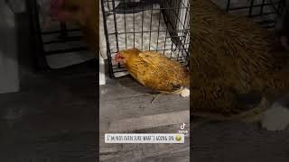 Barn cat plays football with house chicken [upl. by Ahsrat277]