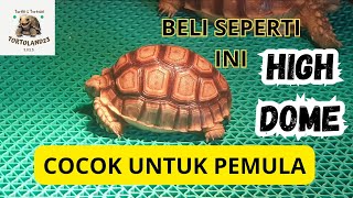 ANIMAL STORY  MENGENAL KURA SULCATA  CECE [upl. by Gold]