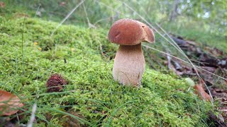 BOLETUS AESTIVALIS  BOLETUS RETICULATUS  8 DE SEPTIEMBRE DEL 2024 NAVARRA [upl. by Motch]