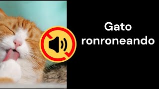 gato ronroneando  ronroneo de gato sonido libre de copyright [upl. by Atnod]