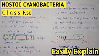 Nostoc Structure And Reproduction  Cyanobacteria  Class 11 Biology [upl. by Ramirol]