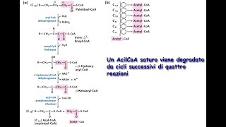 Catabolismo del Glicerolo e di tutte le tipologie di Acidi Grassi [upl. by Sairahcaz497]