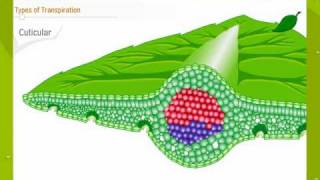 Transpiration In Plants [upl. by Neumann]