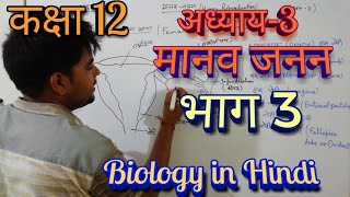 अध्याय3 Part 3 मानव जनन कक्षा 12 जीवविज्ञान chapter 3 human reproduction [upl. by Rahel]