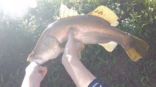 Catching big fresh water fish on light gear [upl. by Leisam]