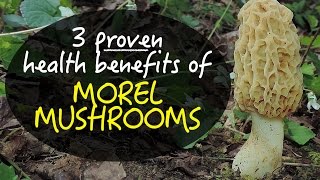 3 Proven Health Benefits Of Morel Mushrooms [upl. by Koball]