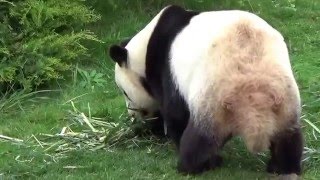 Les Pandas du zoo de Beauval [upl. by Gaultiero290]